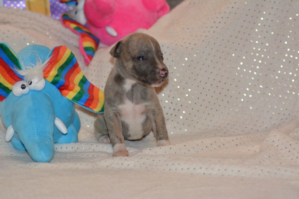 Corinne Lantais - Chiots disponibles - Whippet