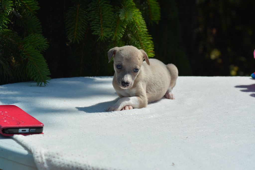Corinne Lantais - Chiots disponibles - Whippet