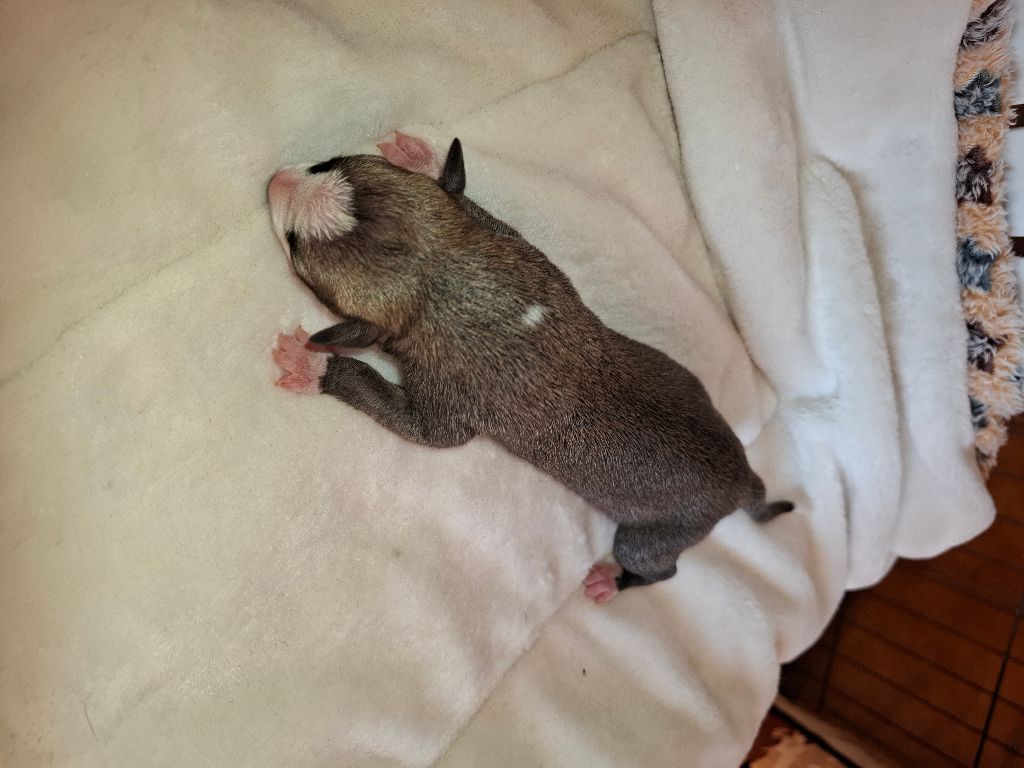 Corinne Lantais - Chiots disponibles - Whippet