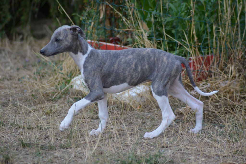 Corinne Lantais - Chiots disponibles - Whippet
