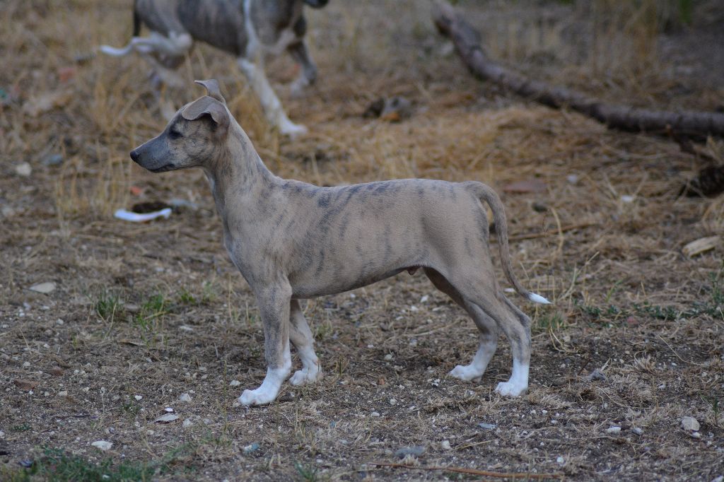 Corinne Lantais - Chiots disponibles - Whippet