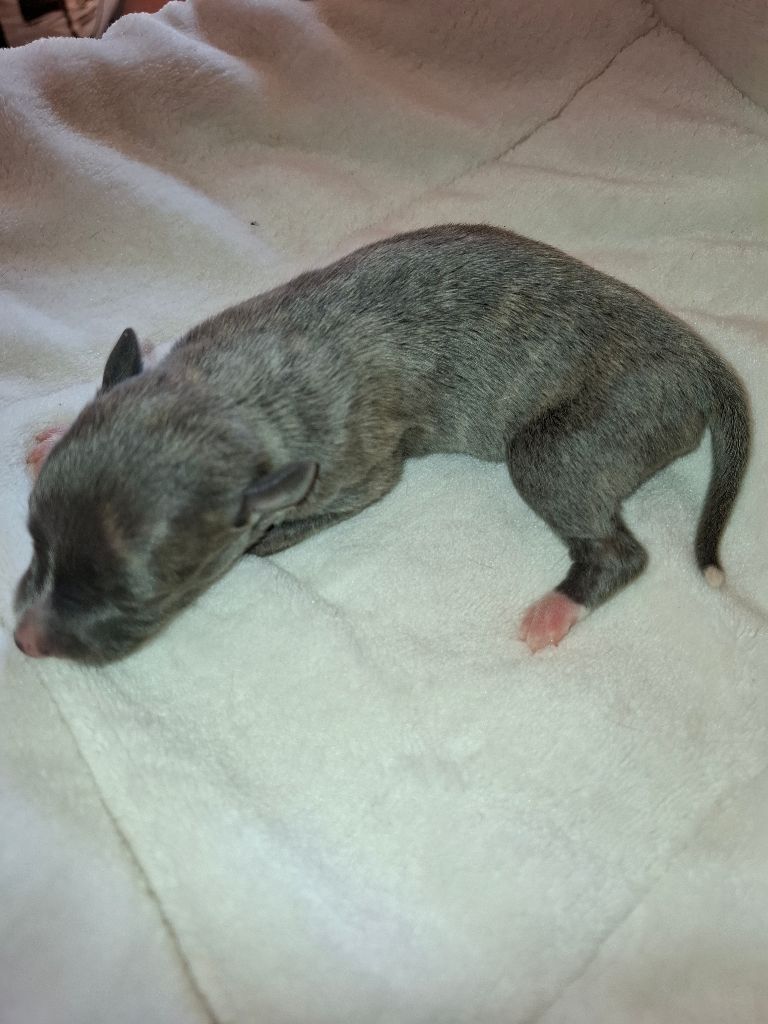 Corinne Lantais - Chiots disponibles - Whippet