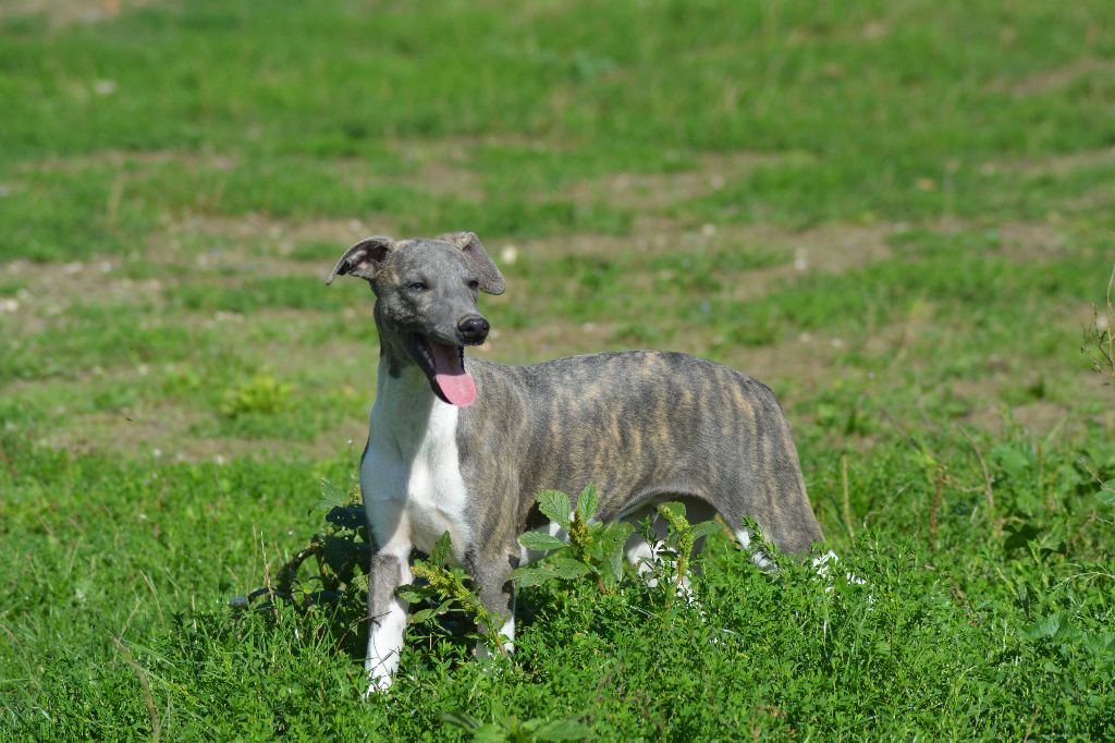 Corinne Lantais - Chiots disponibles - Whippet