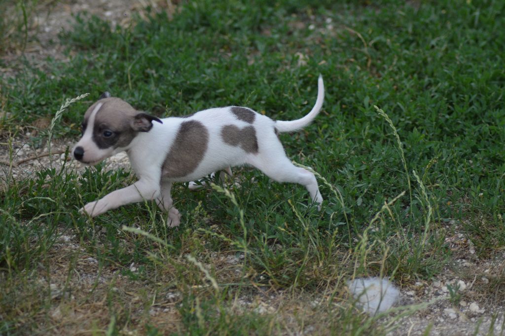 Corinne Lantais - Chiots disponibles - Whippet