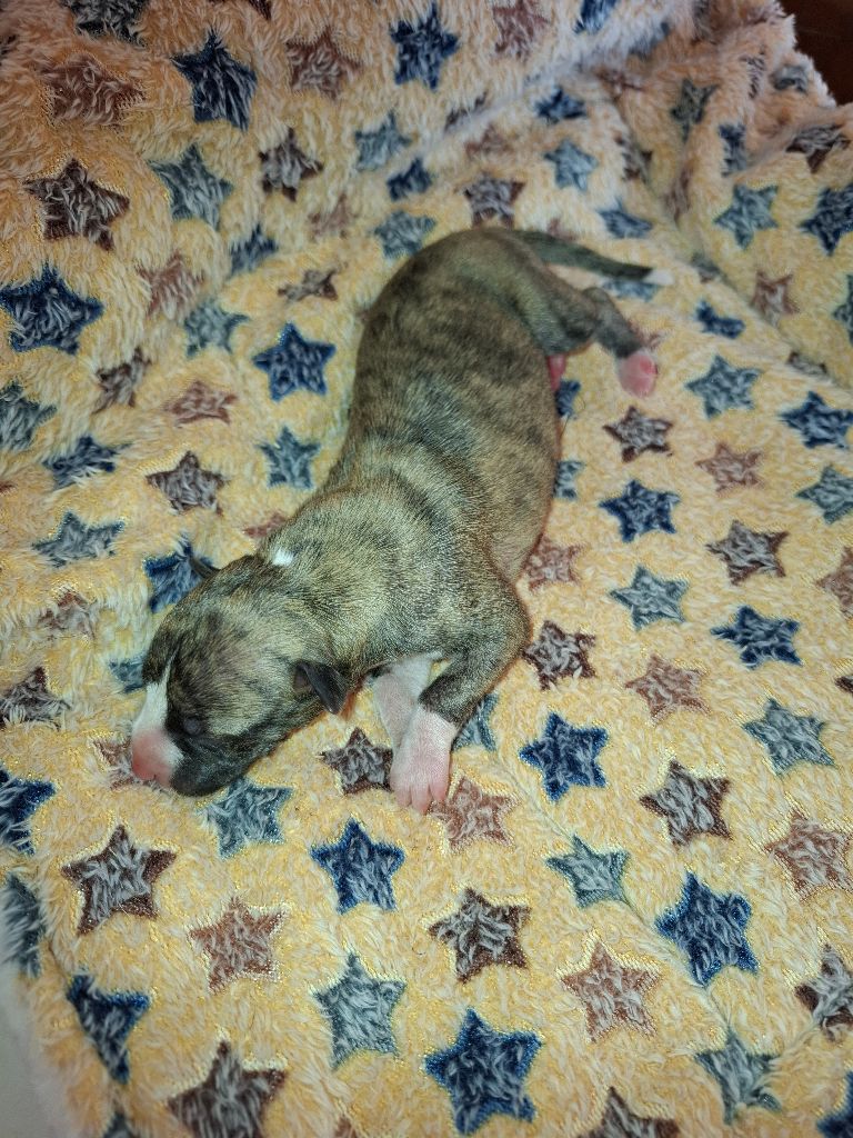 Corinne Lantais - Chiots disponibles - Whippet