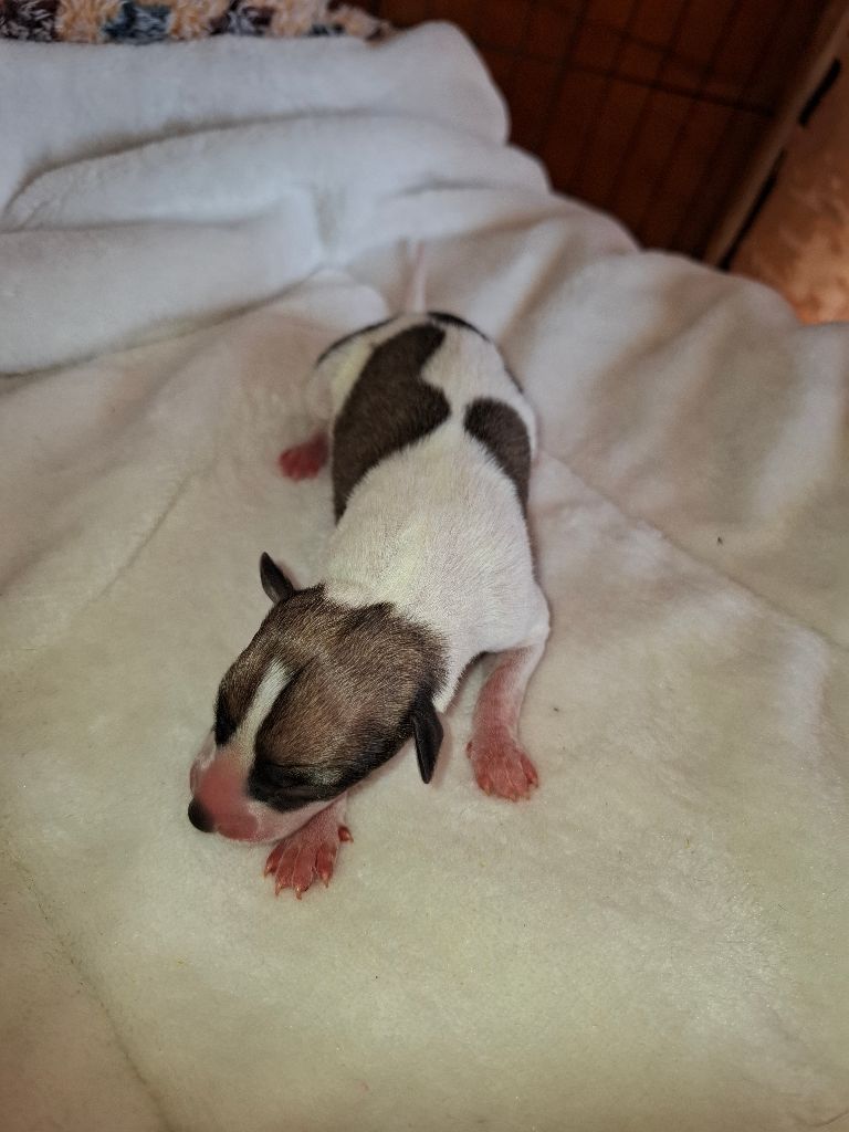 Corinne Lantais - Chiots disponibles - Whippet
