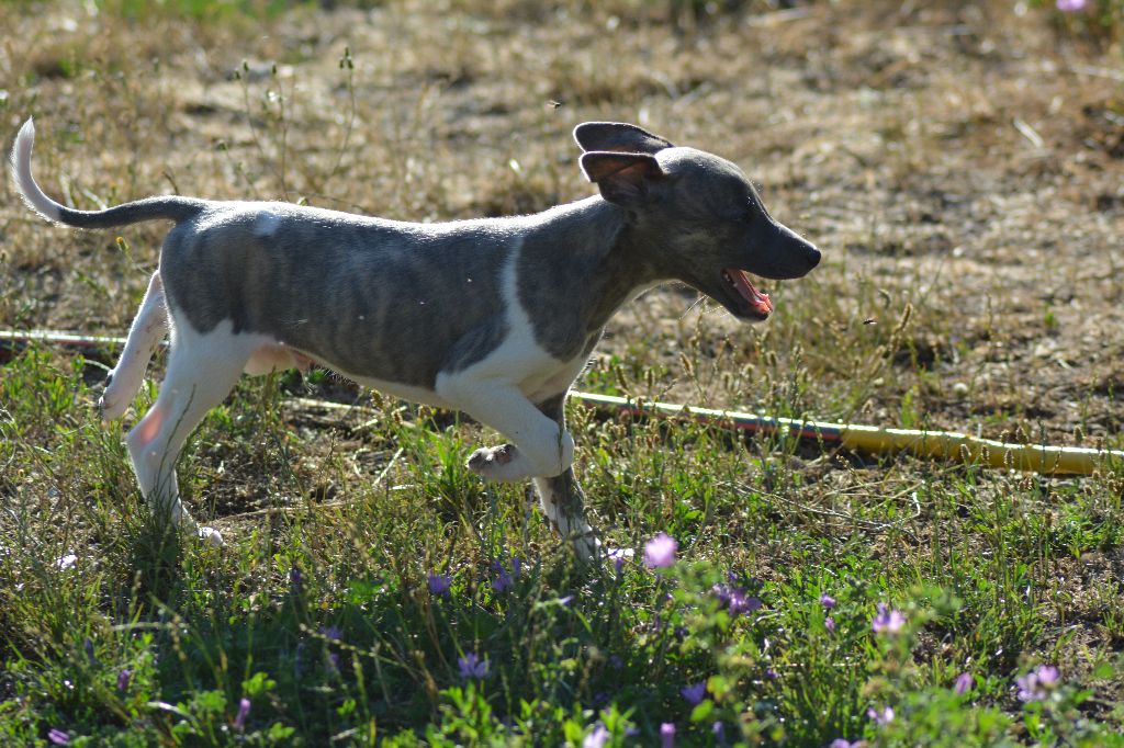 Corinne Lantais - Chiots disponibles - Whippet