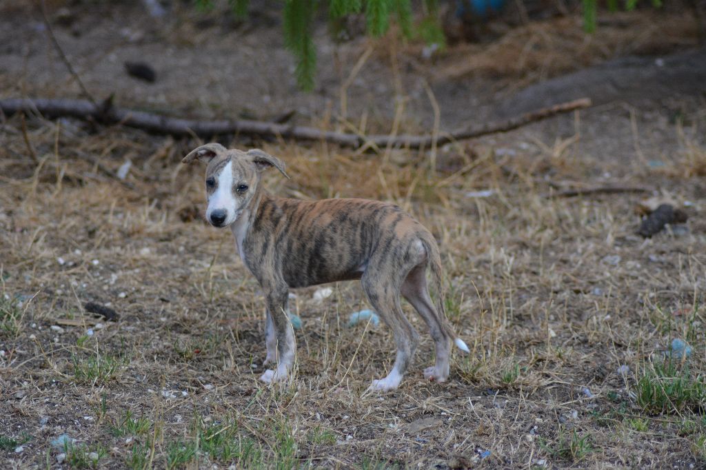 Corinne Lantais - Chiots disponibles - Whippet