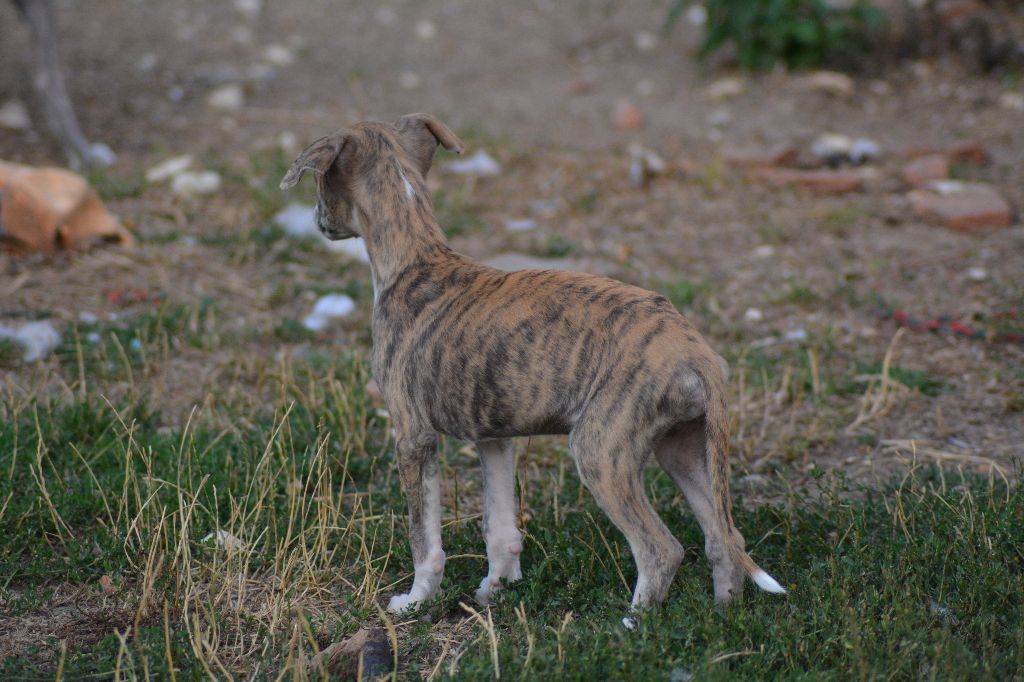 Corinne Lantais - Chiots disponibles - Whippet