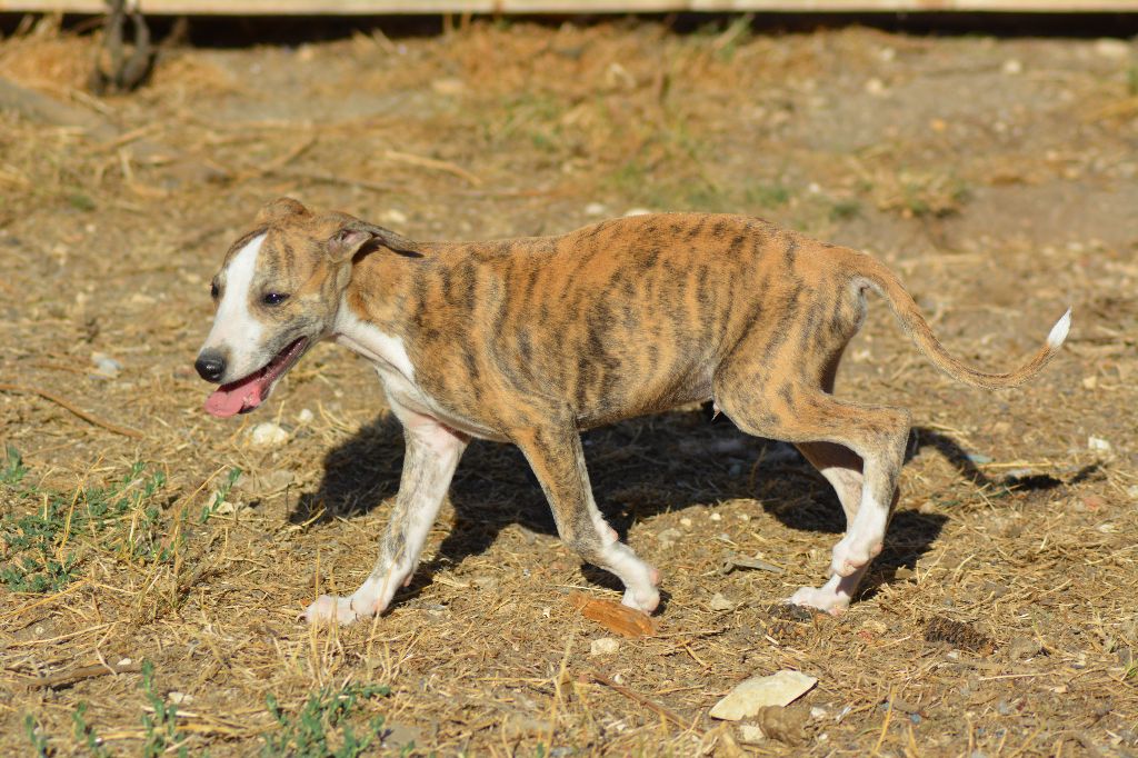 Corinne Lantais - Chiots disponibles - Whippet