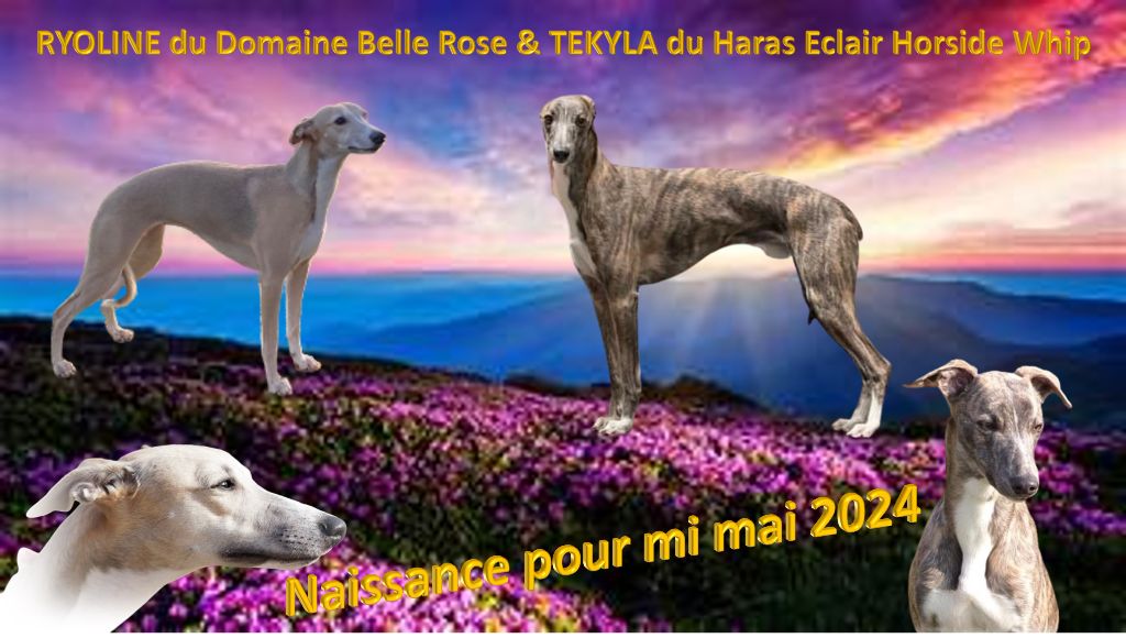 Corinne Lantais - Whippet - Portée née le 09/05/2024