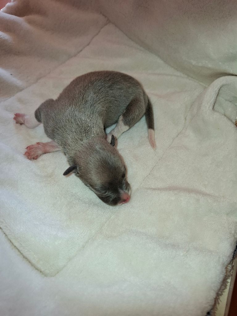 Corinne Lantais - Chiots disponibles - Whippet